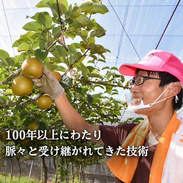 square_ナシ_東郷梨_新甘泉