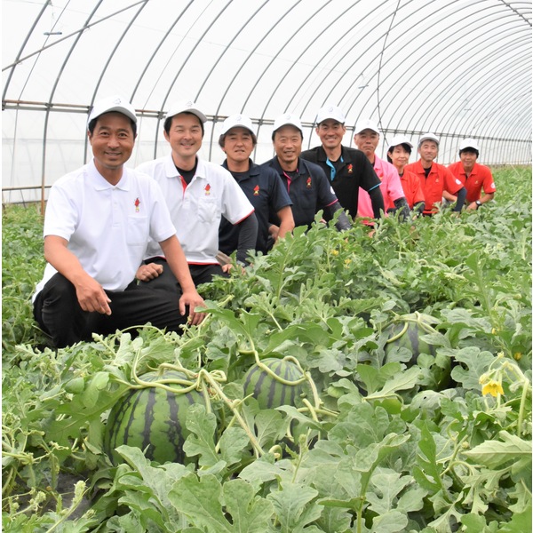 大栄すいか 3Lサイズ | 【JA公式通販】鳥取県産すいか・梨のお
