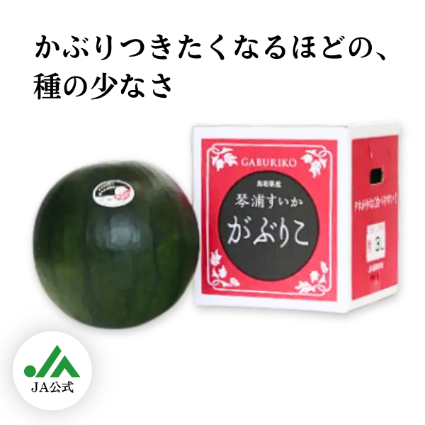 琴浦がぶりこ 特大サイズ | 【JA公式通販】鳥取県産すいか・梨のお
