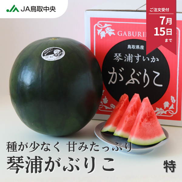 琴浦がぶりこ 特大サイズ