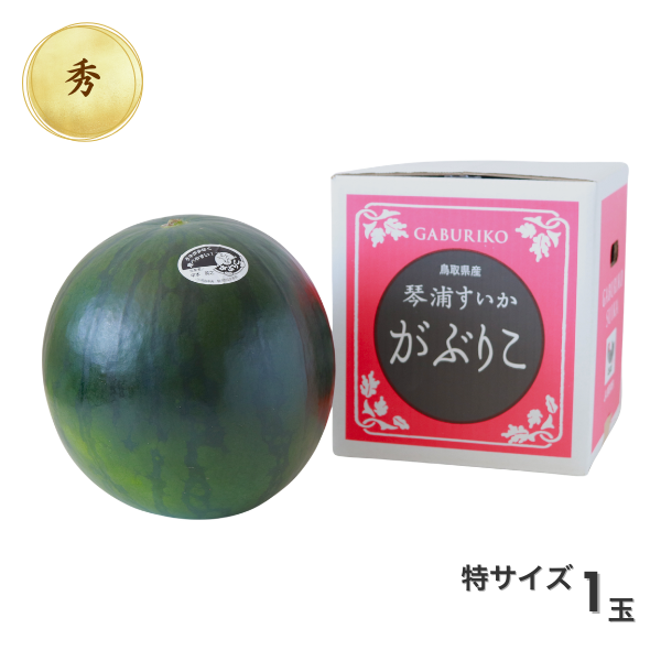 琴浦がぶりこ 特大サイズの商品画像 2