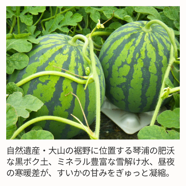 琴浦がぶりこ 特大サイズの商品画像 4
