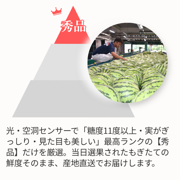 琴浦がぶりこ 特大サイズの商品画像 6