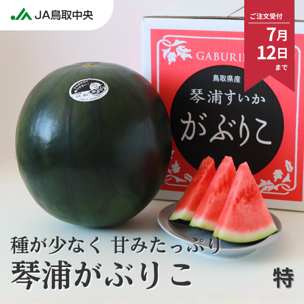琴浦がぶりこ 特大サイズの商品画像 1