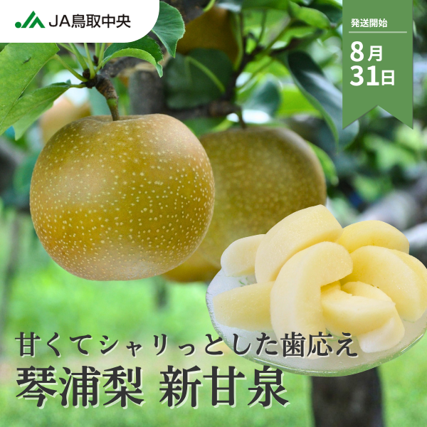 琴浦梨 新甘泉の商品画像 1