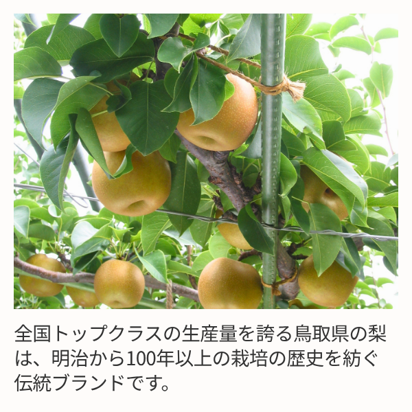 琴浦梨 新甘泉の商品画像 2
