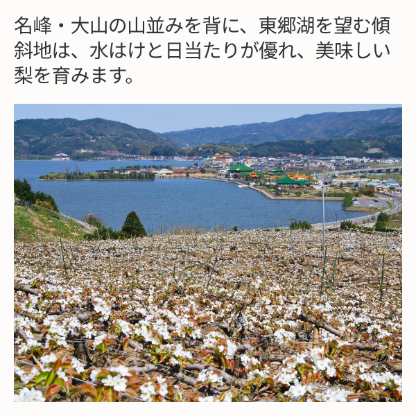 東郷梨 新甘泉の商品画像 3